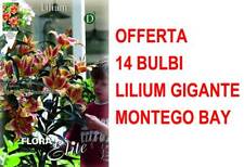 Bulbes Automne Offre 14 Bulbes Lilium Géant Montego Bay Bulbes à Fleurs