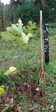 1 X Fig Tree, Early Cold Hardy And Productive Varieties