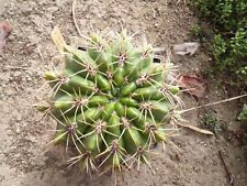 Gymnocalycium Horridispinum Big Rare Lovely Cactus Pot12cm Wysiwyg