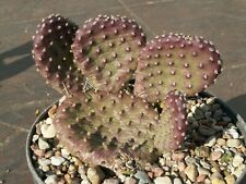 Opuntia X 'coombe's Winter Glow' - Plant - Frost Hardy Cactus