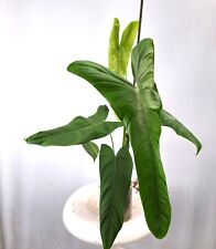 Philodendron Sharoniae Exact Plante Xxl