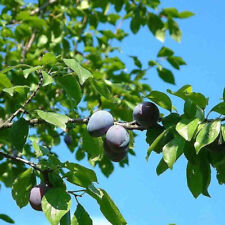 Prunier 'quetsche D'alsace' - Prunus Domestica Autofertile
