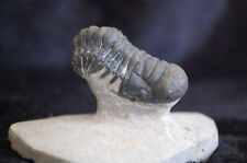 Trilobite Fossile Crotalocephalus Gibbus Fossil